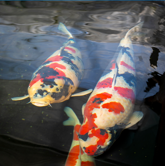 Koi